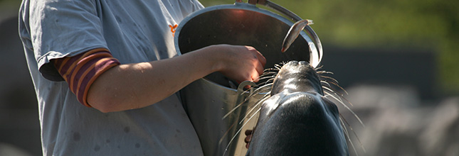 Tierpfleger / Tierpflegerin Tierpfleger / Tierpflegerin